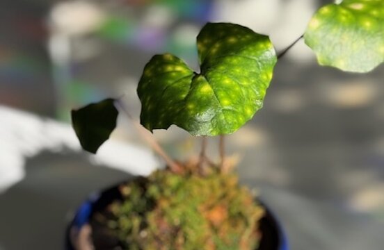 癒やし系のイメージ