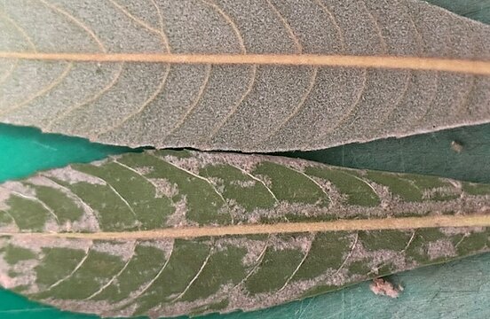 漢方薬のイメージ