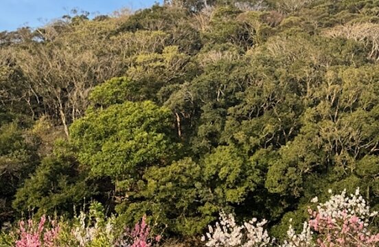 対馬の春をお届けのイメージ