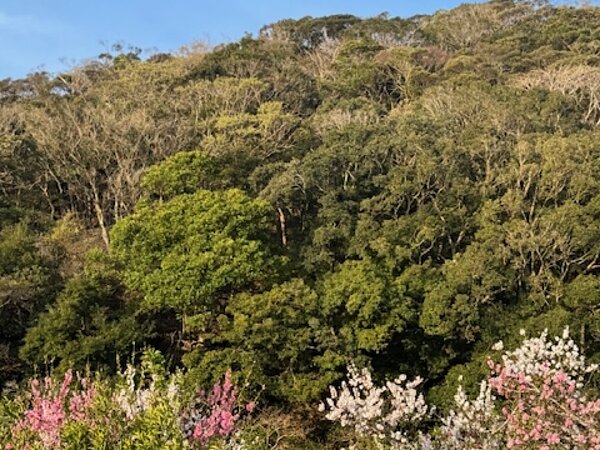 対馬の春をお届けの画像