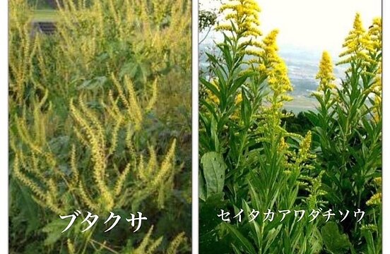 秋のアレルギーのイメージ