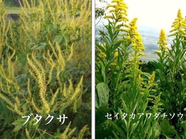 秋のアレルギーの画像
