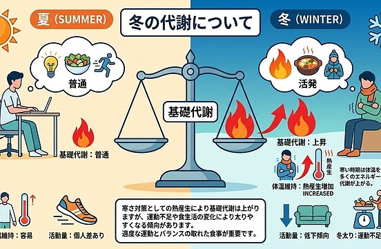 冬の代謝についてのイメージ